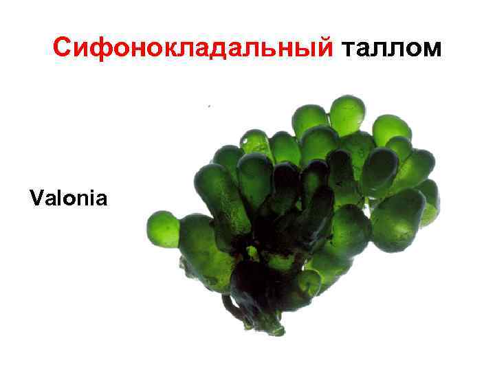 Сифонокладальный таллом Valonia 