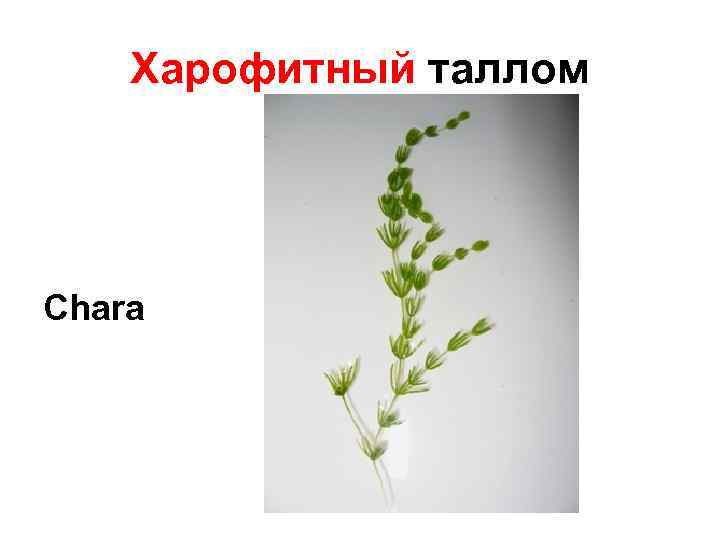 Харофитный таллом Chara 