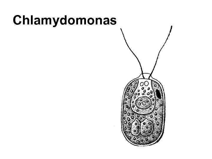 Сhlamydomonas 