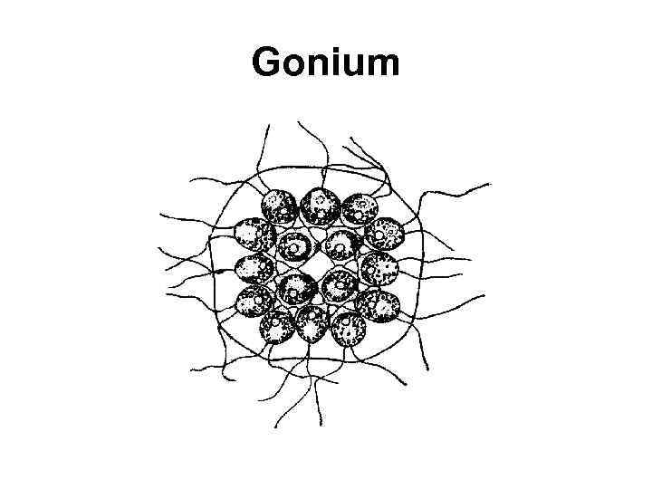Gonium 
