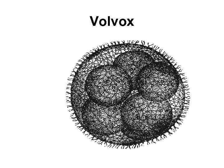 Volvox 