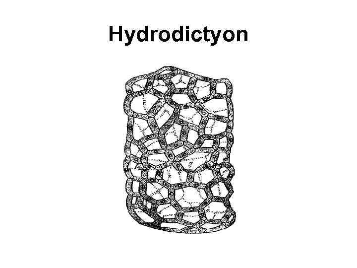 Hydrodictyon 