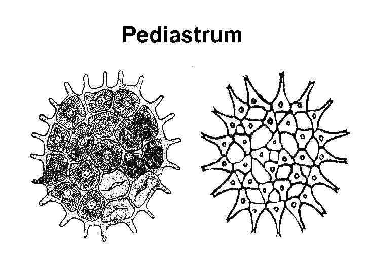 Pediastrum 