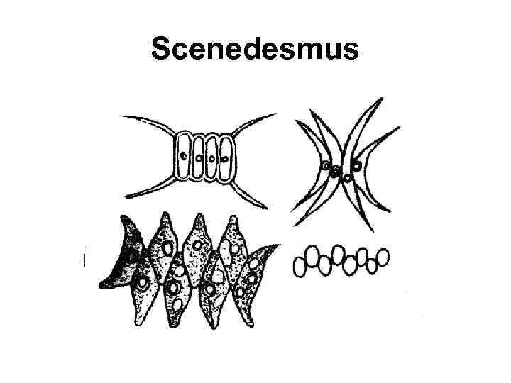 Scenedesmus 
