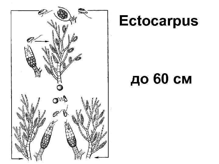 Ectocarpus до 60 см 