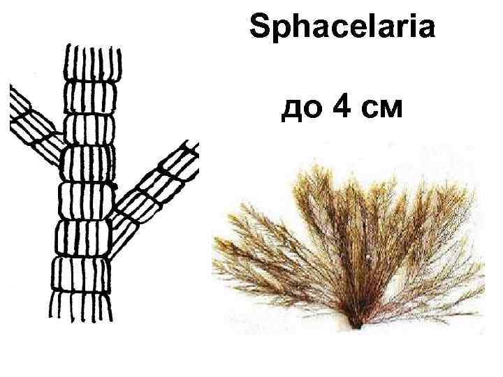 Sphacelaria до 4 см 