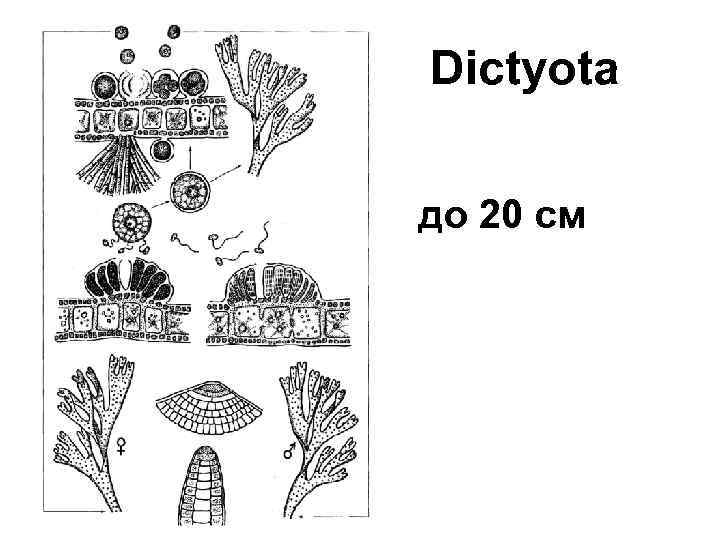 Dictyota до 20 см 