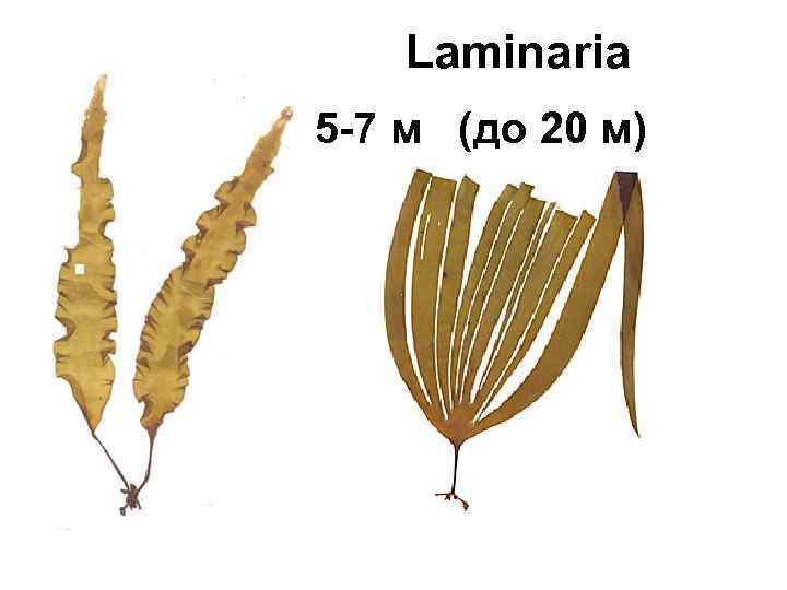 Laminaria 5 -7 м (до 20 м) 