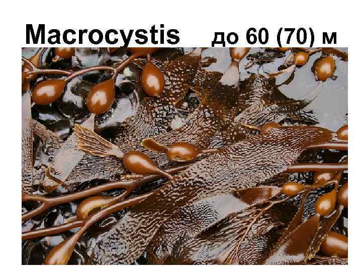 Macrocystis до 60 (70) м 