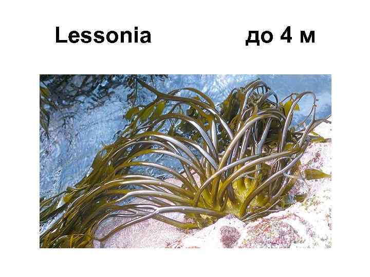 Lessonia до 4 м 