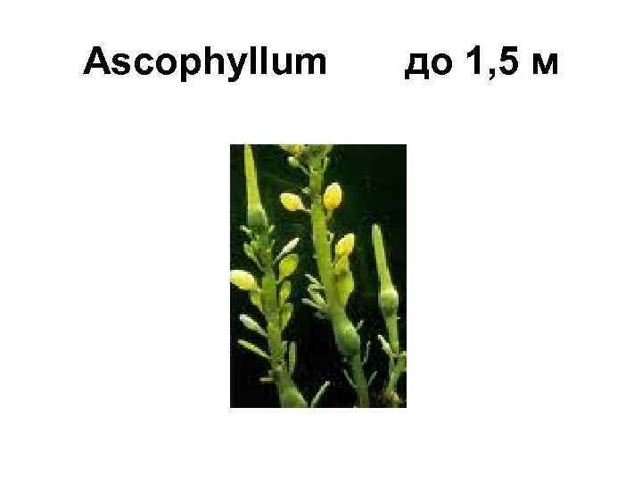 Ascophyllum до 1, 5 м 