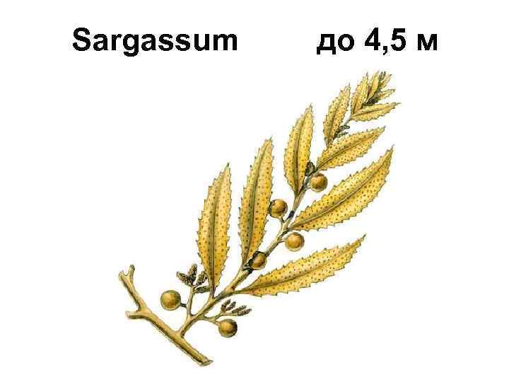 Sargassum до 4, 5 м 