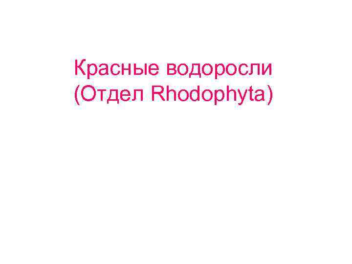 Красные водоросли (Отдел Rhodophyta) 