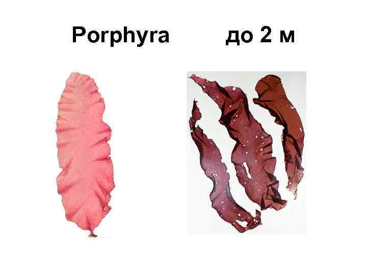 Porphyra до 2 м 