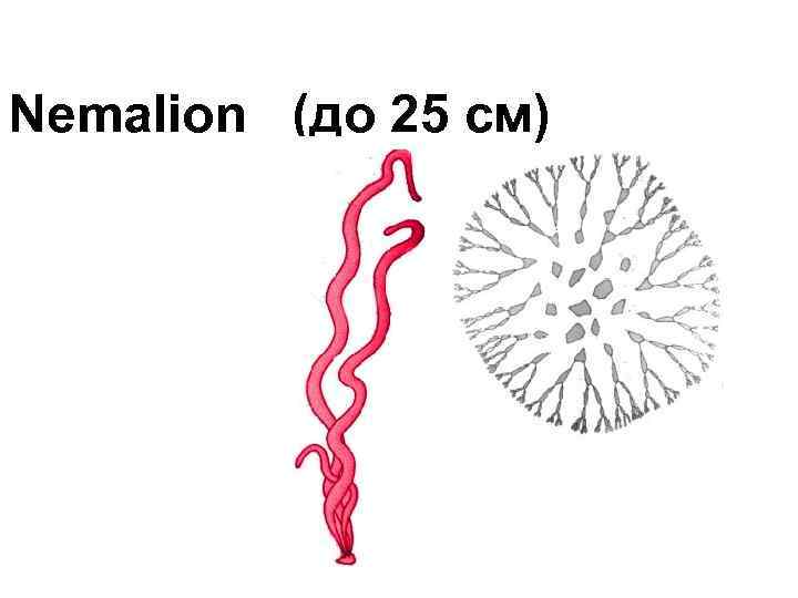 Nemalion (до 25 см) 