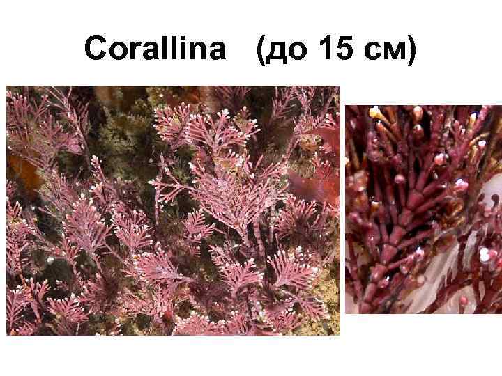 Corallina (до 15 см) 