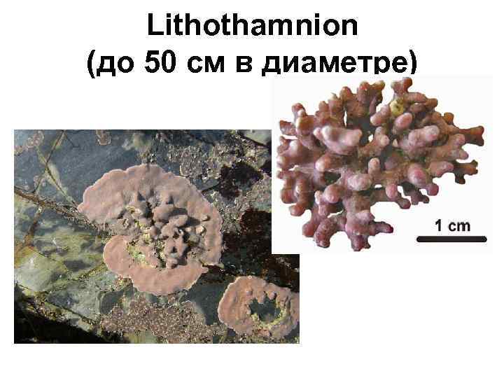 Lithothamnion (до 50 см в диаметре) 