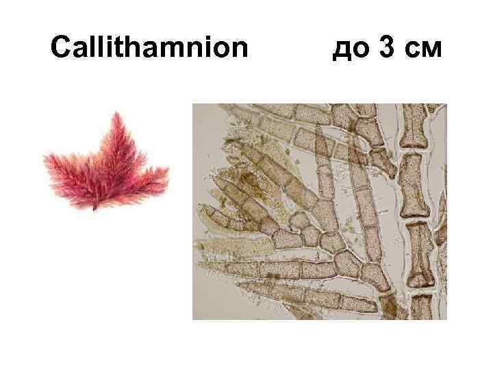 Callithamnion до 3 см 