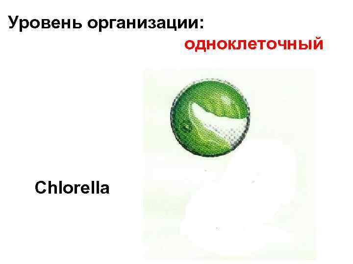 Уровень организации: одноклеточный Сhlorella 