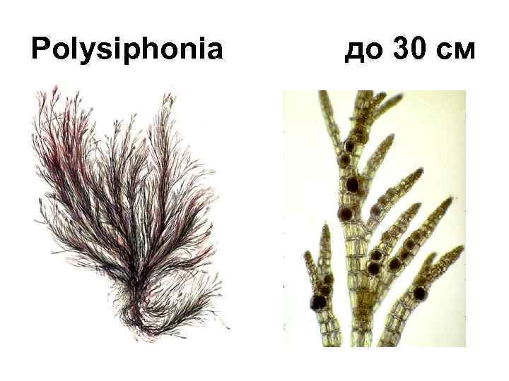 Polysiphonia до 30 см 