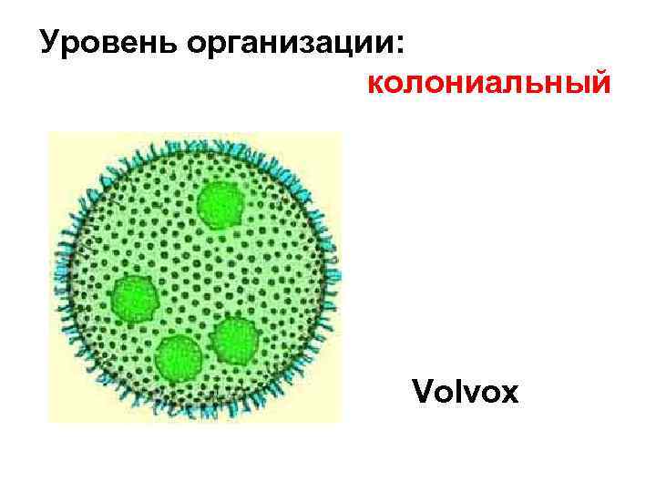 Вольвокс рисунок с подписями