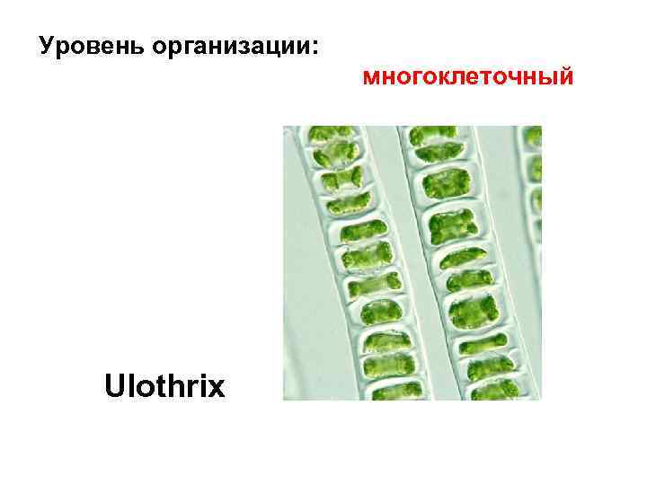 Уровень организации: многоклеточный Ulothrix 