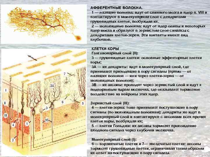 Клетки зерна. Моховидные и лазящие волокна мозжечка. Моховидные афферентные волокна. Нейроны зернистого слоя коры мозжечка. Лазящие волокна мозжечка.