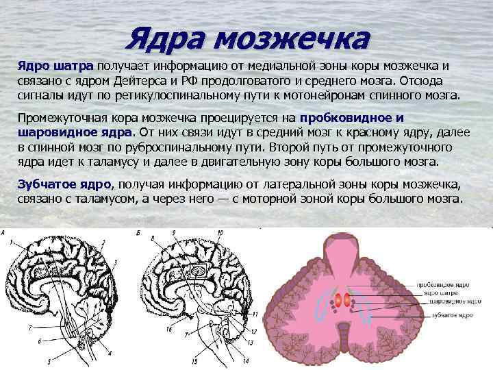 В чем особенность строения мозжечка какую функцию