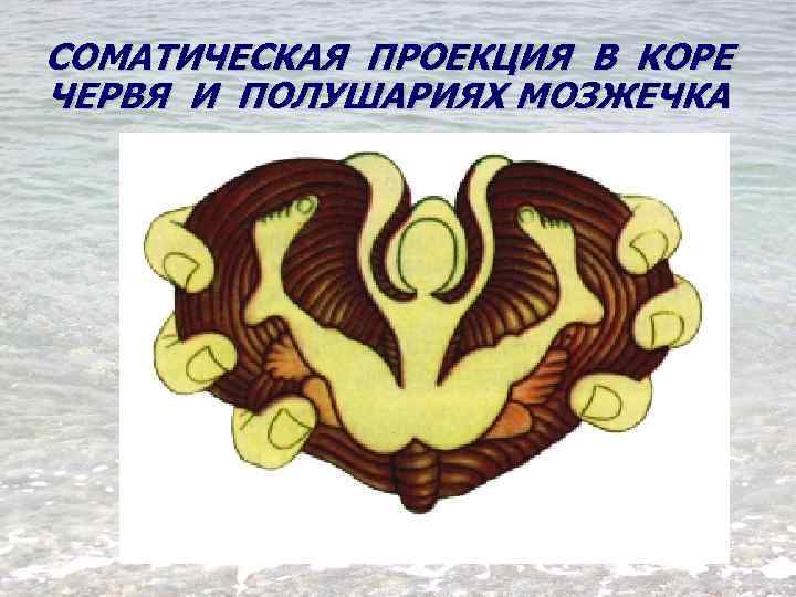 СОМАТИЧЕСКАЯ ПРОЕКЦИЯ В КОРЕ ЧЕРВЯ И ПОЛУШАРИЯХ МОЗЖЕЧКА 