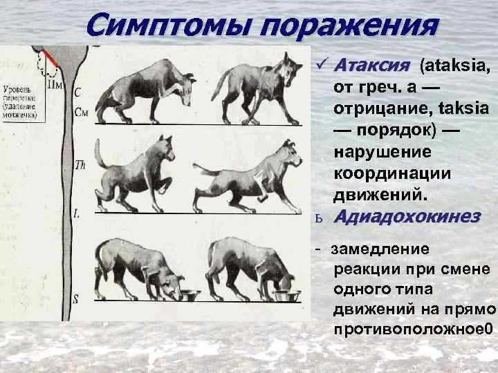 Симптомы поражения ü Атаксия (ataksia, от греч. а — отрицание, taksia — порядок) —