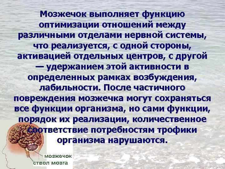 Мозжечок выполняет функцию оптимизации отношений между различными отделами нервной системы, что реализуется, с одной