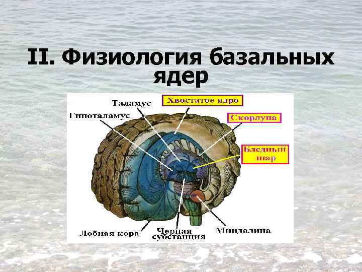 II. Физиология базальных ядер 