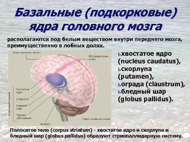 Базальные ганглии мозга. Подкорковые ядра (чечевицеобразное, скорлупа, бледный шар). Базальные ядра переднего мозга. Базальные ядра бледный шар. Базальные ганглии анатомия.