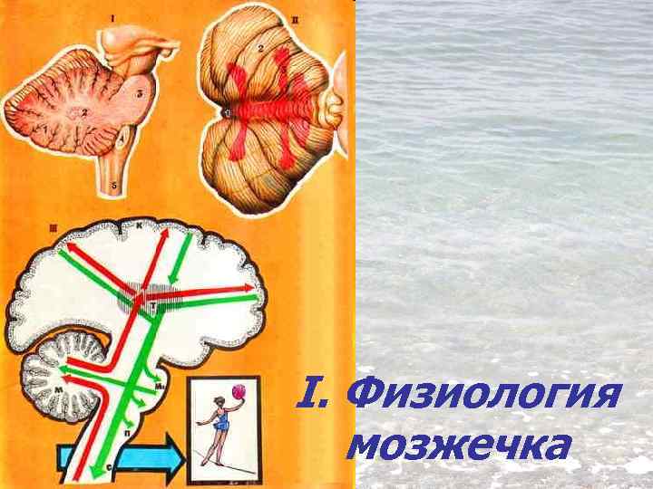 I. Физиология мозжечка 