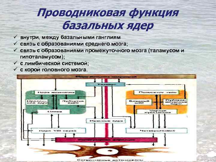 Проводниковая функция базальных ядер ü внутри, между базальными ганглиям ü связь с образованиями среднего