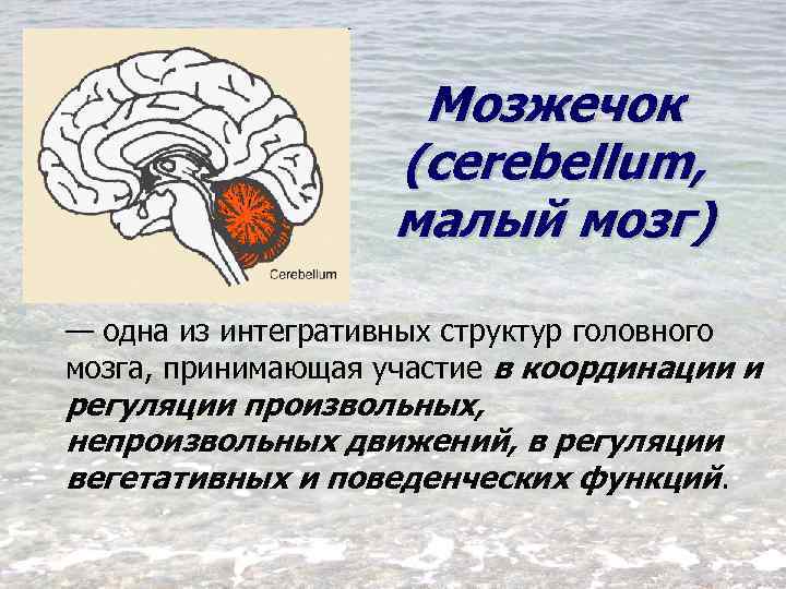Мозжечок (cerebellum, малый мозг) — одна из интегративных структур головного мозга, принимающая участие в