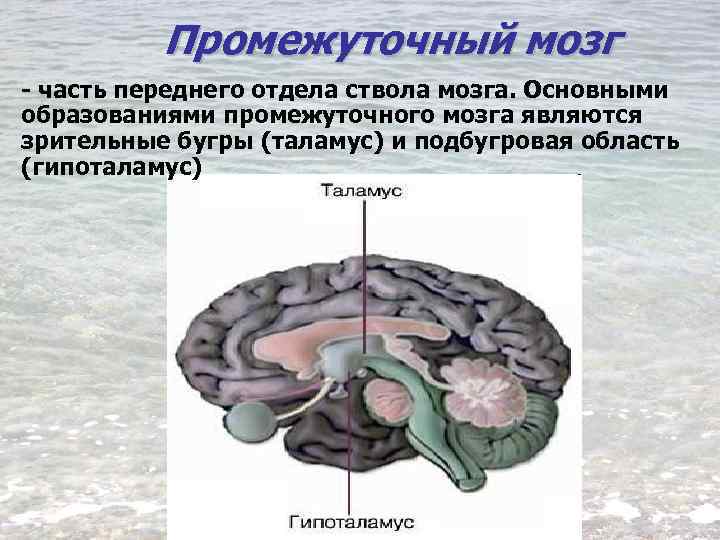 К промежуточному мозгу относят