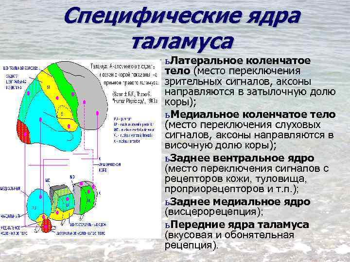 Схема ядер таламуса