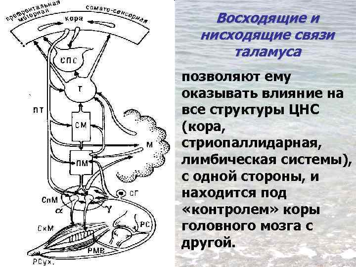 Восходящие и нисходящие связи таламуса позволяют ему оказывать влияние на все структуры ЦНС (кора,