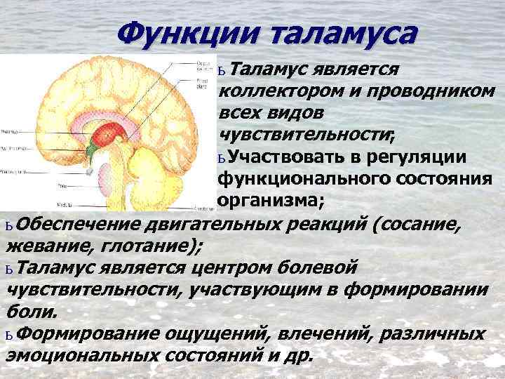 Функции таламуса промежуточного мозга. Функции гипоталамуса промежуточного мозга. Промежуточный мозг таламус функции кратко. Таламус строение и функции кратко.