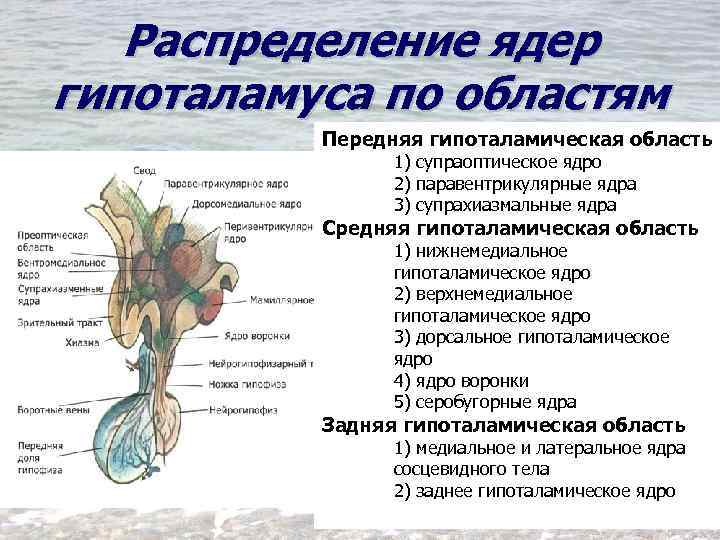 Распределение ядер гипоталамуса по областям Передняя гипоталамическая область 1) супраоптическое ядро 2) паравентрикулярные ядра