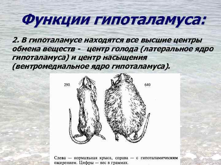 Функции гипоталамуса: 2. В гипоталамусе находятся все высшие центры обмена веществ - центр голода