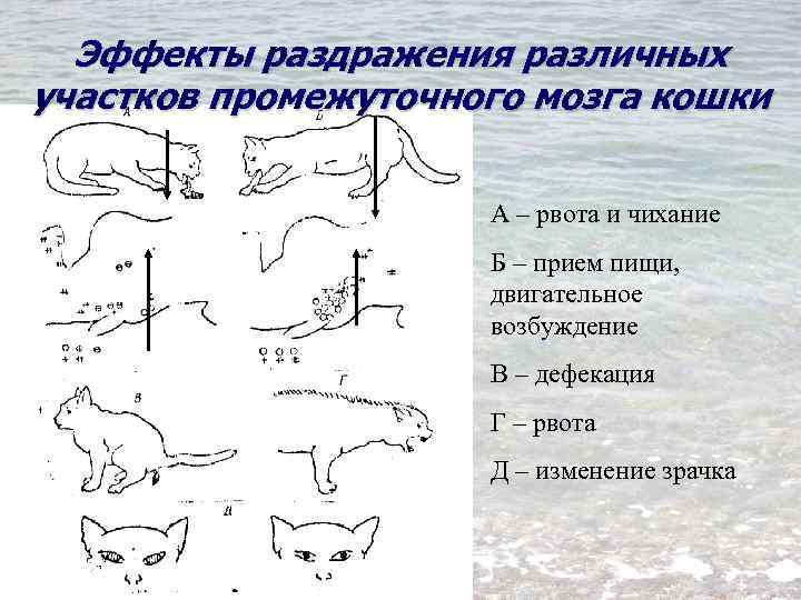 Эффекты раздражения различных участков промежуточного мозга кошки А – рвота и чихание Б –