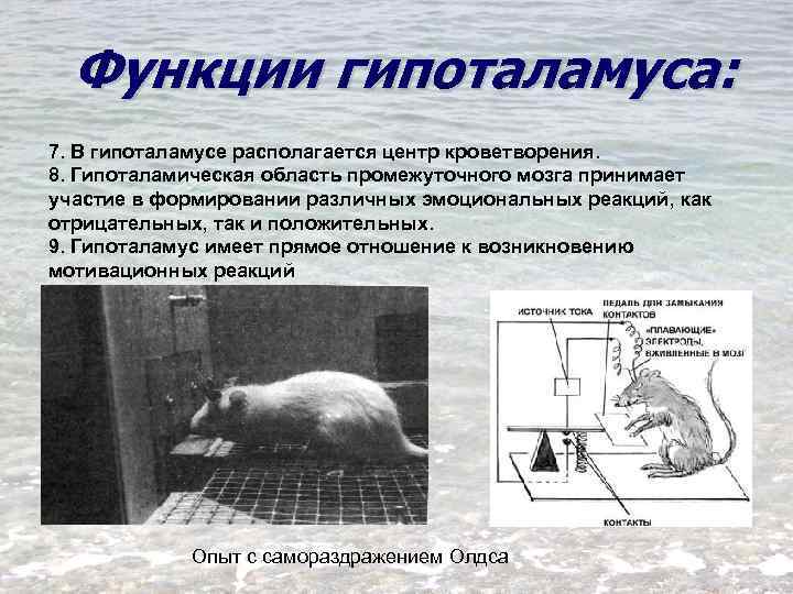 Функции гипоталамуса: 7. В гипоталамусе располагается центр кроветворения. 8. Гипоталамическая область промежуточного мозга принимает