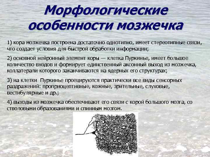 Морфологические особенности мозжечка 1) кора мозжечка построена достаточно однотипно, имеет стереотипные связи, что создает