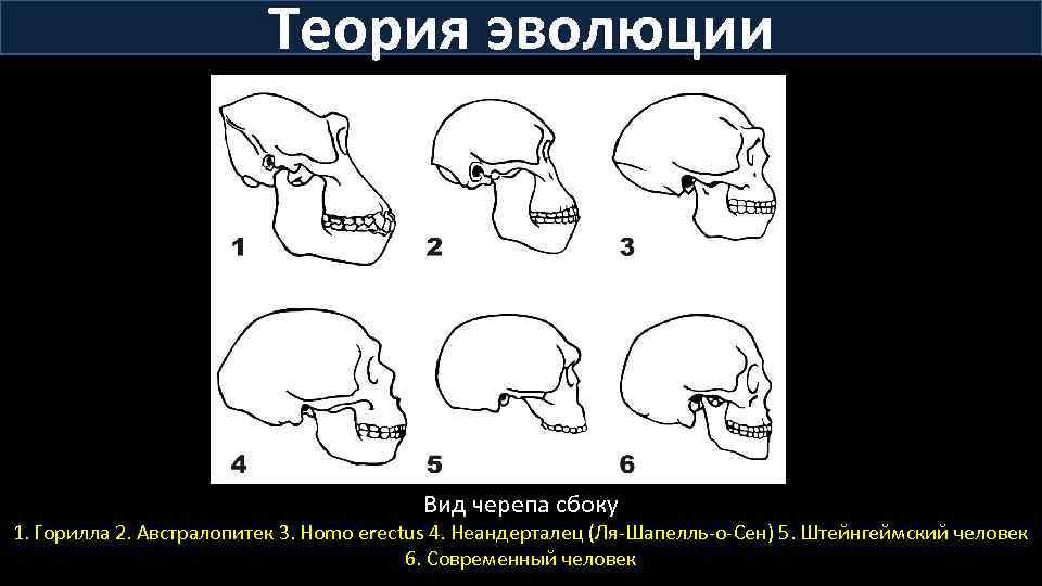 Теория эволюции Вид черепа сбоку 1. Горилла 2. Австралопитек 3. Homo erectus 4. Неандерталец