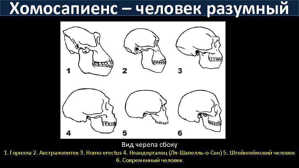 Хомосапиенс – человек разумный Вид черепа сбоку 1. Горилла 2. Австралопитек 3. Homo erectus