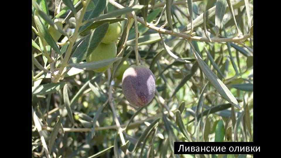 Ливанские оливки 