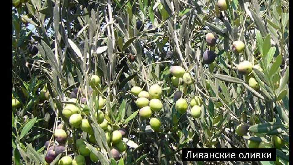 Ливанские оливки 