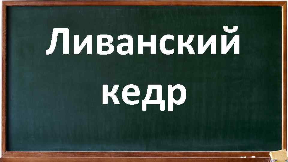 Ливанский кедр 